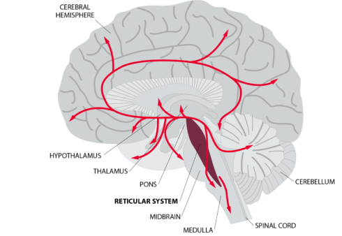 Brain diagram outlining the different areas of the brain
