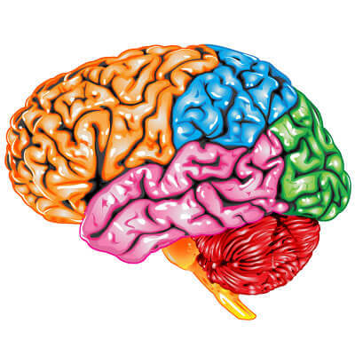 image highlighting functions of the brain